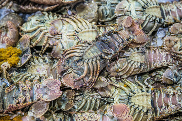 Fototapeta na wymiar Fresh crabs on open fish market in Hurghada, Egypt.