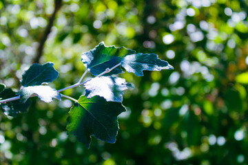 Green Summer Leaves with Bokeh