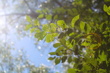 Green Leaves with Lens Flare