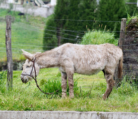 Long haired donkey in the Andes, Ecuador