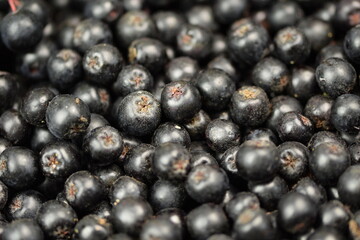 Chokeberries fruits cloeseup, aronia fruits background, fresh chokeberry ripe fruits.