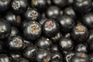 Chokeberries fruits closeup, aronia fruits macro background, fresh chokeberry ripe fruits.