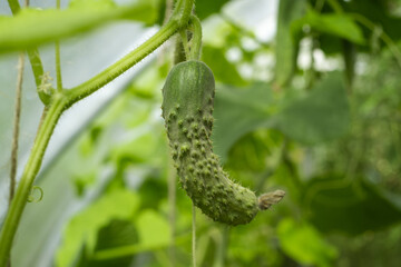 A cucumber hangs on a branch in a greenhouse. Cucumber harvest