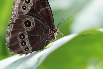 Papillon Morpho Peleides posé sur une feuille en macro