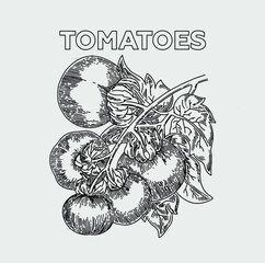 Tomato on a branch with leaves. Vector. Black and white illustration on a gray background.