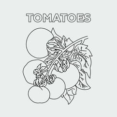 Tomato on a branch with leaves. Vector. Black and white illustration on a gray background.
