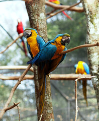 Blue and yellow macaws in an aviary