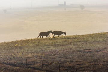 A wide shot of horses walking in an open field