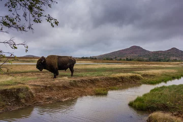 Fotobehang A wide landscape shot of a buffalo or bison on a stormy day with a river and mountains in the background © Jaden