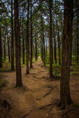 A shot of trees in the woods planted in a line and lined up, with a forest path