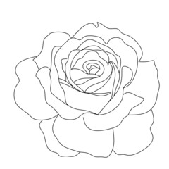Set of sketches, hand drawn rose, line art. Vector illustration
