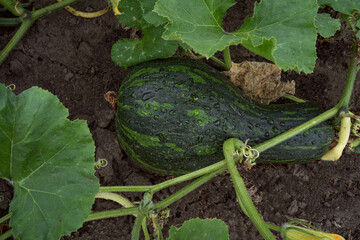 Obraz premium A zucchini lies on the ground. Organic farming. Vegetable field without chemical additives. Water drops on vegetables. Products for healthy nutrition and diet. Natural products from an organic farm.