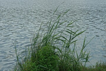 reed and green grass on the shore of the reservoir near the water