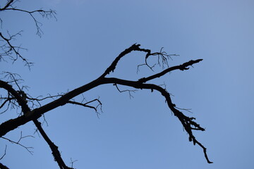 tree branches against blue sky