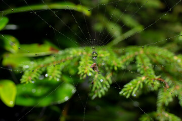 spider web close up in nature