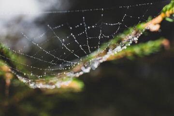 spider web close up in nature