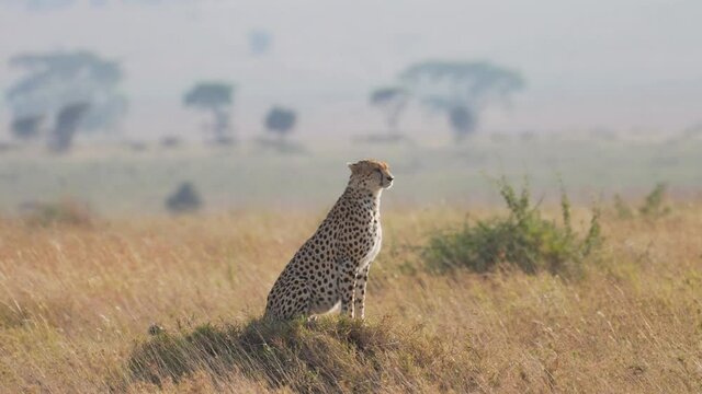 Cinematic and epic shot of wild cheetah. Isolated in the middle of savanna sitting on a rock. Serengeti Safari game drive. Tanzania, Africa 4K.