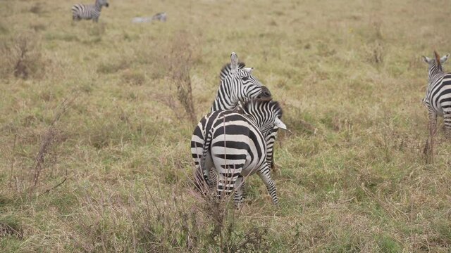 Two cebras playing and fighting. Tanzania. Africa 4K.