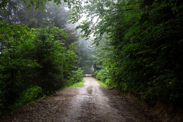 green forest road surrounded by trees