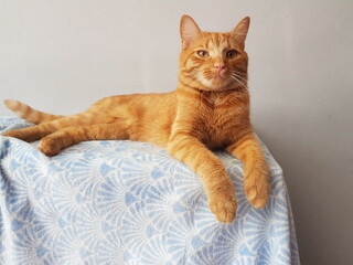 Fototapeta na wymiar cat on a bed