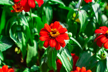 red and yellow tulips
