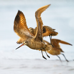 Marbled Godwit (Limosa fedoa) in flight.