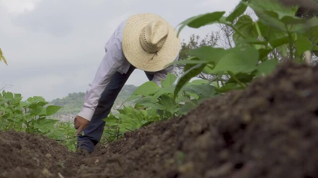 Selective focus shot of a Hispanic male growing black beans in Mexico