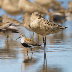 Dunlin (Calidris alpina) and Marbled Godwit (Limosa fedoa). Ocean Shores, Washington.