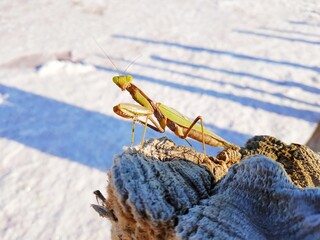 The mantis on the antique wooden pile of ancient pier of pink lake in Ukraine. The area of salt background.