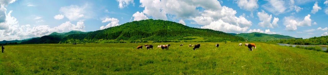 Naklejka na ściany i meble Panorama of green pasture with cows. Warm summer day on a background of blue sky with clouds.