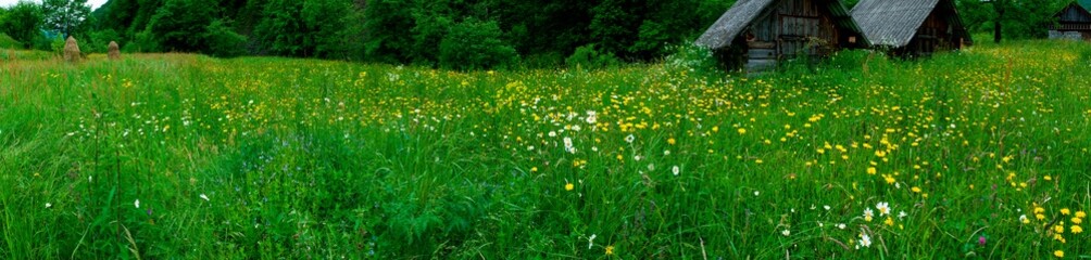 Panorama of a flower field in the mountains. Herbs, green trees.
