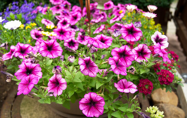 Closeup of the blossomed beautiful pink petunia flowers in the flowerpot