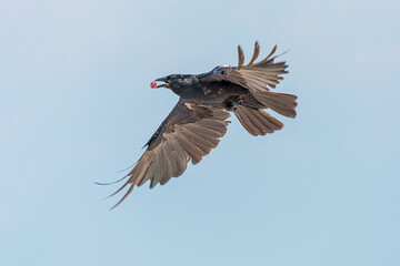 Crow flying with red grape in its beak with blue sky in background