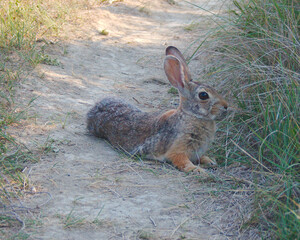 rabbit in the grass