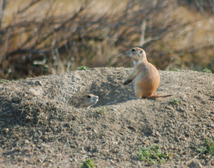 Group of Prairie Dogs