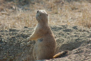 Prairies Dog