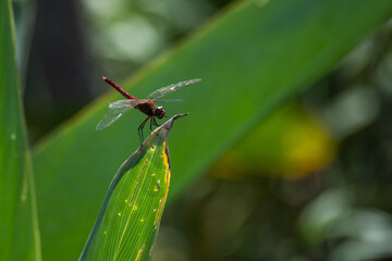 Libelula - Paraná - Argentina