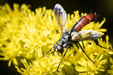 Cylindromyia brassicaria
