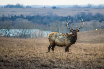 A close up shot of an elk in a field
