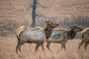A close up shot of a group of female elk in tall grass on the plains