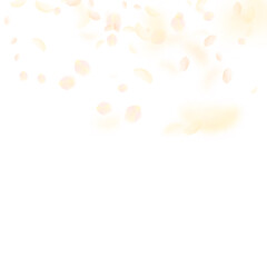 Yellow orange flower petals falling down. Decent r