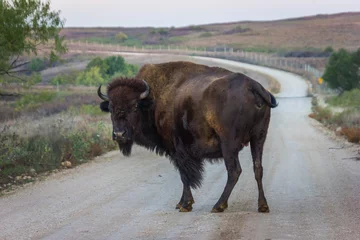 Door stickers Bison A close up shot of bison or buffalo on the road