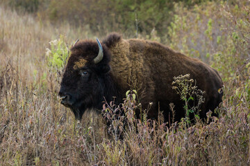 A close up shot of bison or buffalo at sunset