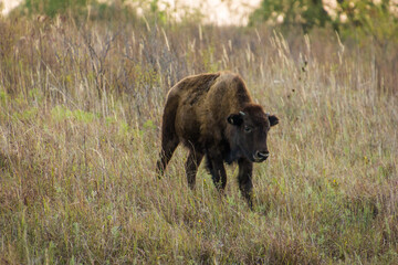 A close up shot of bison or buffalo at sunset