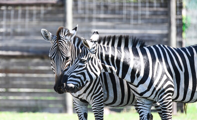 zebras being affectionate 