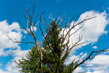 Spruce growing next to a dead tree, branches against a bright blue sky