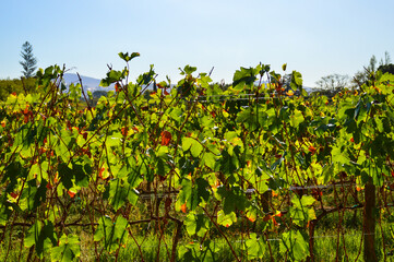 Fototapeta na wymiar Pinotage grape vineyard and wine plantation in Stellenbosch Cape town