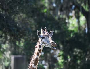 giraffe