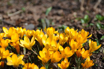 Crocus flavus Golden Yellow blooms in the forest in March.