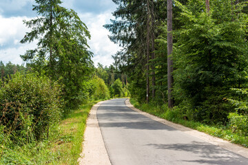 Asphalt road in a picturesque forest area
